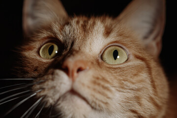 Close up of curious orange tabby cat with wide eyes