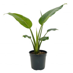 Indoor potted plant with large green leaves, vibrant foliage, adds a refreshing touch to home or office decor, copy-space available. Isolated on white background or PNG