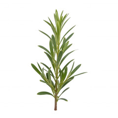 Fototapeta premium Fresh green rosemary sprig, vibrant aromatic herb with slender leaves, perfect for culinary dishes and garnishing. Isolated on white background or PNG