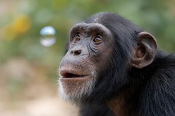 Chimpanzee looks at soap bubble with curiosity