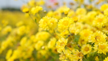 Selective focus yellow chrysanthemum flowers blooming in the field