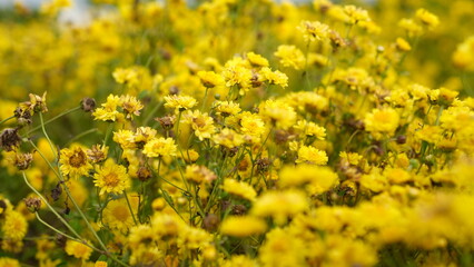 Selective focus yellow chrysanthemum flowers blooming in the field