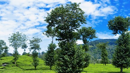 Obraz premium Tea Plantation in Lush Green Landscape