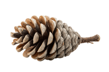 PNG Close-up of a natural brown pine cone isolated on black background