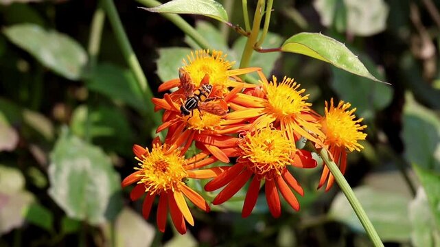 Busy honey bee gathers pollen from Mexican Flame Vine (Pseudogynoxys chenopodioides) flower. Orange Glow Vine, Orange Flowered Groundsel blooming in garden.