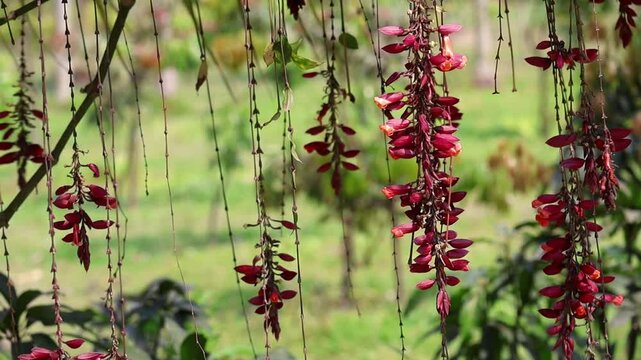 Scarlet clock vine flowers sway in the breeze. Beautiful Thubergia coccinea hanging blossoms in a garden. Vibrant flowering nature background.