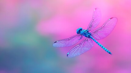 Vibrant Blue Dragonfly in Flight Against a Pink and Purple Background
