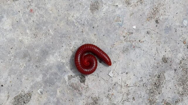 Red Millipede (Diplopoda) uncoiling and walking on concrete. Close-up, top-down view of thousand-leggers.