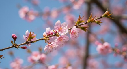 Blooming spring flowers against a light blue sky