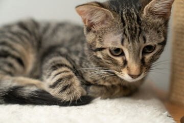 tabby cat laying, sleeping, relaxing on a soft cat's shelf of a cat's house, cat tower, cat tree on top indoors. a grey and white cat laying on top of a scratching post. pet ownership, pet friend