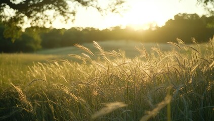 Fototapeta premium A wide shot of the sun setting over an expansive field, casting long shadows and creating a warm golden glow on grain stalks swaying in the breeze