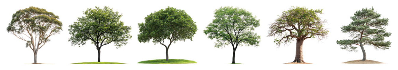 Obraz premium PNG Diverse trees beautifully aligned, element set on transparent background