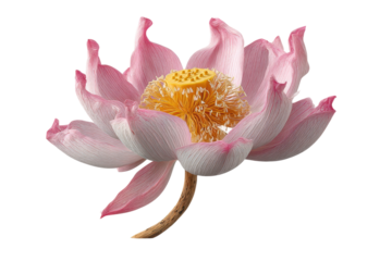 PNG Stunning pink and white lotus flower in full bloom with yellow center on black background