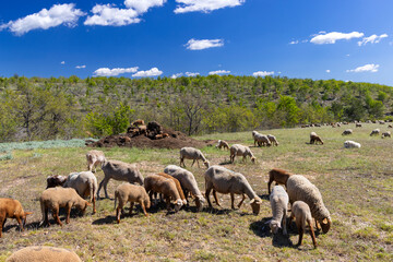 Flock of sheep grazing in a meadow in Provence, France, on a sunny day