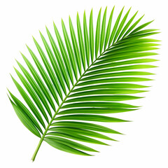 Obraz premium Vibrant green palm leaf isolated on white background representing tropical summer vibes