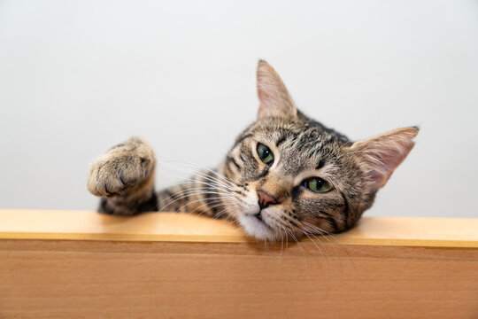 Curious Tabby Cat Peeking Over Edge, Playful Feline with Green Eyes Looking Down, suitable for montage display  or montage your pet cat product. peeking out from behind a white table with copy space