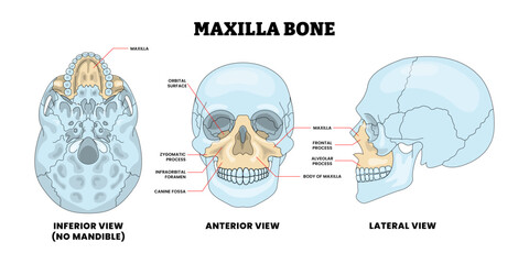 Maxilla Bone Human Skull Bone Structure Anatomy Diagram with Anterior and Posterior View, Educational Medical Poster Design Healthcare Scheme, Labeled Mandible, Jaw, Palate, Zygomatic,  Arch, Alveolar