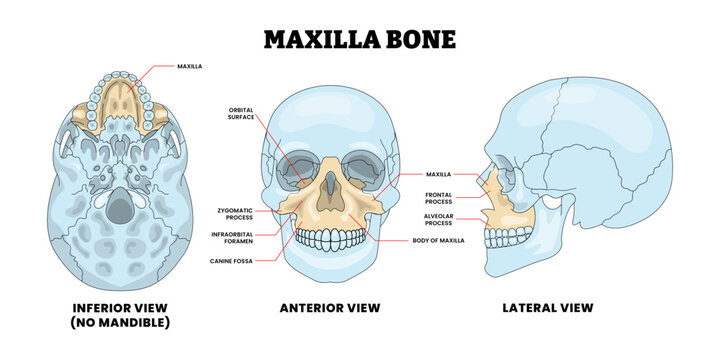 Maxilla Bone Human Skull Bone Structure Anatomy Diagram with Anterior and Posterior View, Educational Medical Poster Design Healthcare Scheme, Labeled Mandible, Jaw, Palate, Zygomatic,  Arch, Alveolar