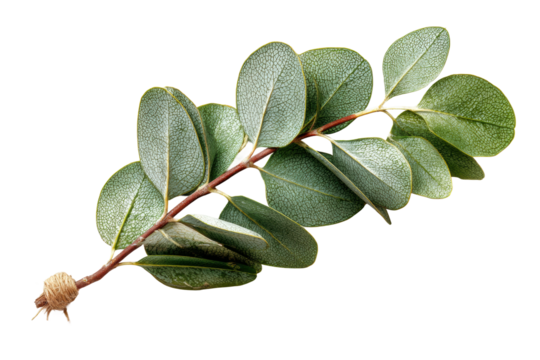 PNG Close-up of fresh green branch with vibrant leaves on black background
