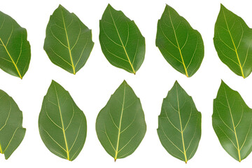 Fototapeta premium Arrangement of lush green leaves isolated on white background