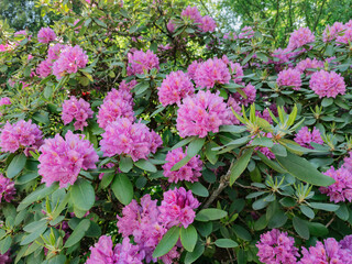 Close-up of vibrant purple hydrangea flowers in full bloom, lush and ornamental blossoms ideal for garden design, floral decor, and seasonal nature themes