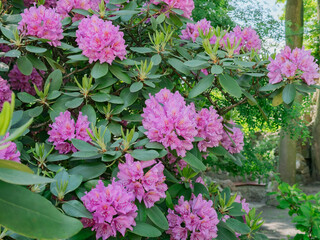 Close-up of vibrant purple hydrangea flowers in full bloom, lush and ornamental blossoms ideal for garden design, floral decor, and seasonal nature themes