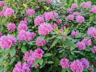 Close-up of vibrant purple hydrangea flowers in full bloom, lush and ornamental blossoms ideal for garden design, floral decor, and seasonal nature themes
