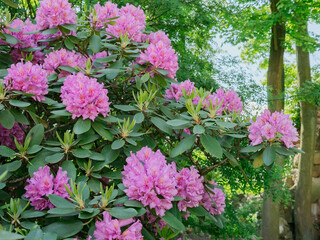 Close-up of vibrant purple hydrangea flowers in full bloom, lush and ornamental blossoms ideal for garden design, floral decor, and seasonal nature themes