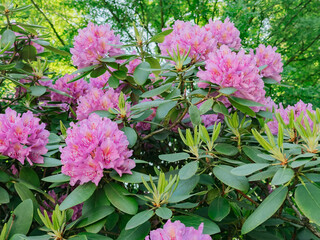 Close-up of vibrant purple hydrangea flowers in full bloom, lush and ornamental blossoms ideal for garden design, floral decor, and seasonal nature themes