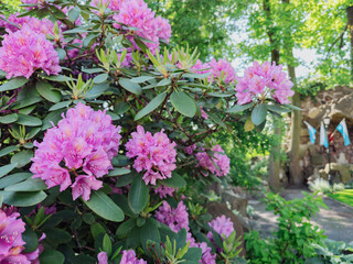 Close-up of vibrant purple hydrangea flowers in full bloom, lush and ornamental blossoms ideal for garden design, floral decor, and seasonal nature themes