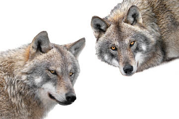 Gray wolfs portrait isolated on white background