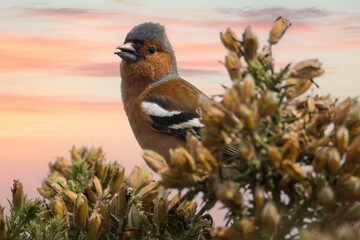 Chaffinch looking out from undergrowth at dusk
