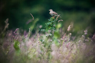Skylark perched on undergrowth in downland setting
