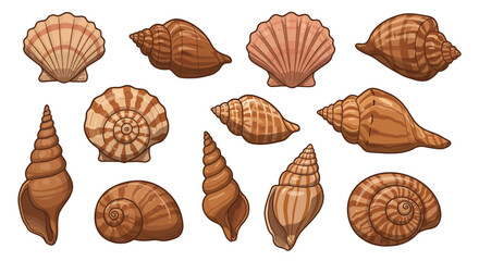 Collection of Illustrated Seashells with Brown and Beige Tones