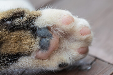 Close-up of pink pads on a fluffy cat paw of a calico cat. Selective focus, blurred background