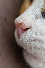 Close-up of cat nose of sleeping white cat. Selective focus, blurred background. Side view