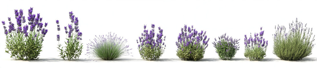 Fototapeta premium set of Lavender plants , against a transparent background, in a cutout format