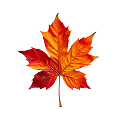 Vibrant Autumn Maple Leaf in Red and Orange Hues Isolated on White Background for Seasonal Themes