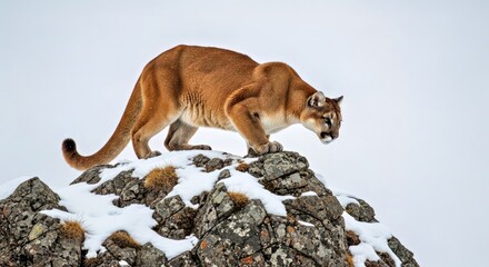 Powerful Cougar Mountain Lion Puma Concolor Rocky Mountain Winter Snow Wildlife