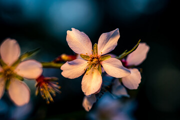 Macro shot of an almond blossom in warm sunset light with selective focus and dark blurred background, highlighting the delicate petals and golden tones