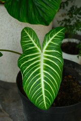 Phyllotaenium lindenii, angel's wing, caladium xanthosoma lindenii in pot. Decorative plants in...