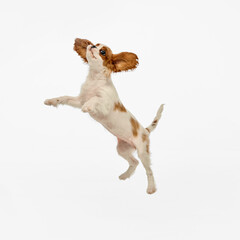 Dynamic photo of Small King Charles Spaniel puppy jumping of joy and happiness against white studio background. Concept of pet grooming, self-care, healthy behavior, vet ad. ad
