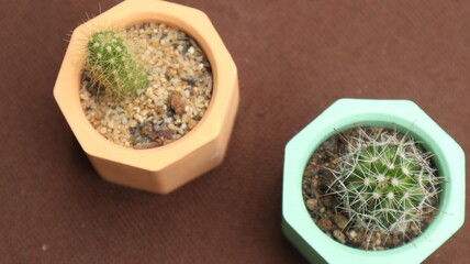 small cactus plant in color pot, brown blur background