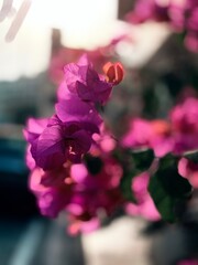 Golden Hour Blossoms on City Streets