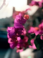 Golden Hour Blossoms on City Streets