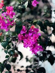 Golden Hour Blossoms on City Streets