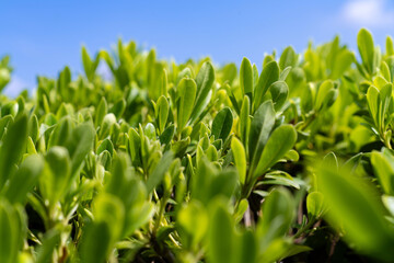 Fresh Green Leaves Under Clear Blue Sky. Nature Wellness, Healing Background, Spring or Summer Season, Vibrant Foliage, Eco Environment, Sunny Weather, Growth, Healthy Lifestyle Concept