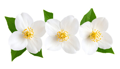 Obraz premium White jasmine flower