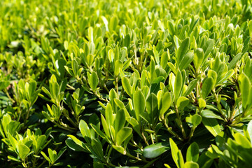 Lush Green Foliage in Sunlight. Fresh Spring Nature Background, Vibrant Leaf Texture, Eco Friendly Environment Concept, Natural Garden Plants, Outdoor Botanical Landscape, Clean Energy Symbol