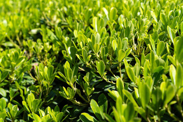 Lush Green Foliage in Sunlight. Fresh Spring Nature Background, Vibrant Leaf Texture, Eco Friendly Environment Concept, Natural Garden Plants, Outdoor Botanical Landscape, Clean Energy Symbol